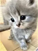 スコティッシュフォールド(立ち耳)【三重県・女の子・2023年7月7日・ブルータビー】の写真2「かわいい子です」