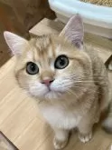 ブリティッシュショートヘア【三重県・男の子・2024年4月12日・シェーデッドゴールデン】の写真3「ちょこんと」