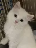 スコティッシュフォールド(立ち耳)【三重県・男の子・2024年5月21日・ホワイト】の写真3「綺麗な子です」
