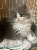 スコティッシュフォールド(立ち耳)【三重県・男の子・2023年7月7日・ブルーホワイト】の写真4