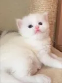 スコティッシュフォールド(立ち耳)【三重県・女の子・2020年3月24日・ホワイト】の写真4「上向き加減も美人さん」