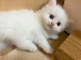 スコティッシュフォールド(立ち耳)【三重県・女の子・2023年7月7日・ホワイト】の写真5
