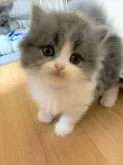 スコティッシュフォールド(立ち耳)【三重県・男の子・2023年7月7日・ブルーホワイト】の写真5