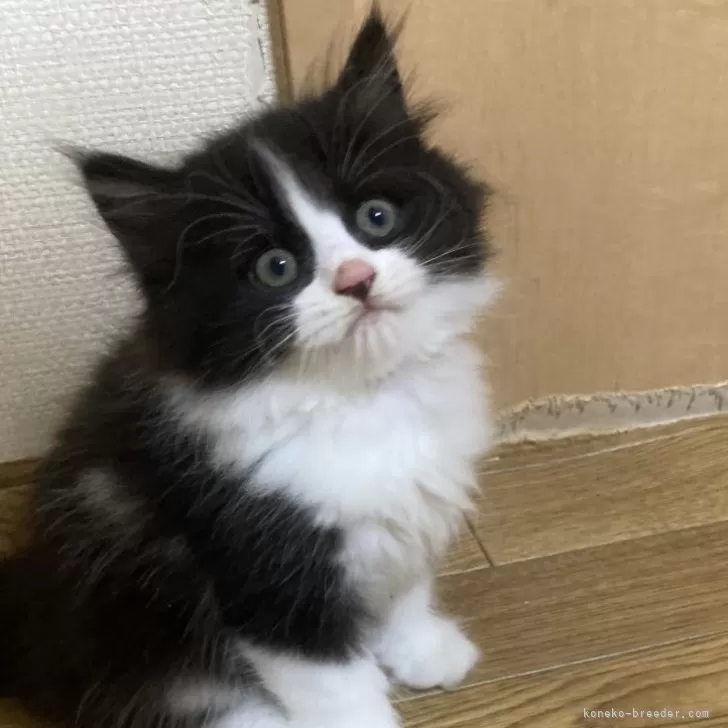 ID:2508-00049の子猫