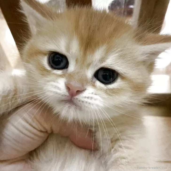 チャー 様のお迎えした子猫