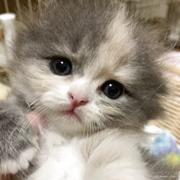 ふゆモモ 様のお迎えした子猫