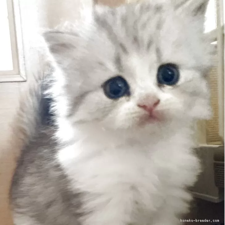 ID：2509-01197の子猫