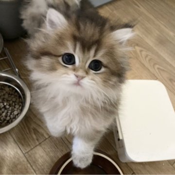 ブリティッシュショートヘア【三重県・女の子・2025年2月7日・シェーデットゴールデン（ロング）】の写真「モフモフ可愛い女の子🩷」