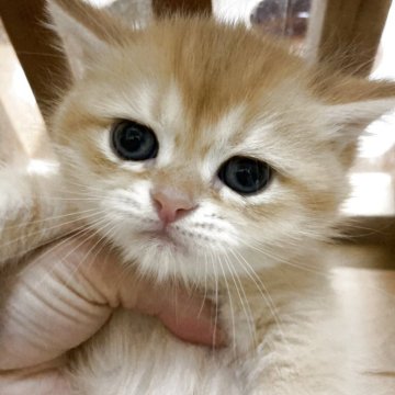 ブリティッシュショートヘア【三重県・男の子・2025年4月11日・シェーデッドゴールデン（ショート）】の写真「体のおおきなかわいいお顔の男の子☆」