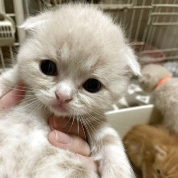 スコティッシュフォールド【三重県・男の子・2025年5月4日・クリームホワイト（ショート）】の写真「まん丸なお顔の男の子☆」