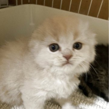 スコティッシュフォールド(折れ耳)【三重県・男の子・2025年11月3日・クリーム（ロング）】の写真「きれいな毛色の男の子★」