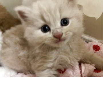 スコティッシュフォールド【三重県・男の子・2025年7月14日・クリーム（ロング）】の写真「まん丸ムチムチな男の子☆」