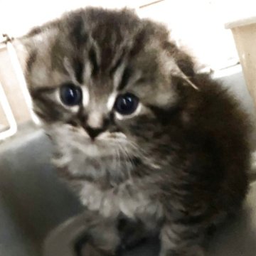 スコティッシュフォールド(折れ耳)【三重県・男の子・2025年11月3日・ブラウンタビー（ロング）】の写真「かっこいい毛柄の男の子★」