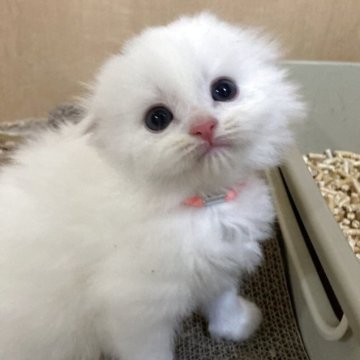 スコティッシュフォールド(折れ耳)【三重県・男の子・2025年11月3日・ホワイト（ロング）】の写真「もふもふ真っ白な男の子★」