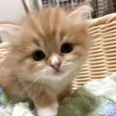 スコティッシュフォールド(立ち耳)