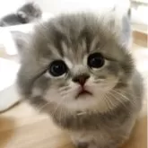 ブリティッシュショートヘア