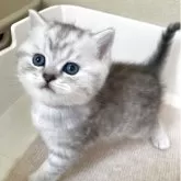 ブリティッシュショートヘア