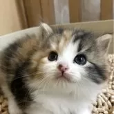 スコティッシュフォールド(立ち耳)