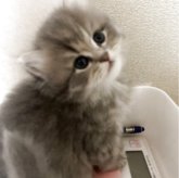 ブリティッシュショートヘア