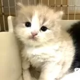 スコティッシュフォールド(立ち耳)