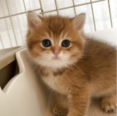 ブリティッシュショートヘア