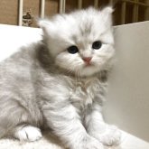 ブリティッシュショートヘア