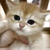 ブリティッシュショートヘア