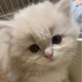 スコティッシュフォールド(立ち耳)