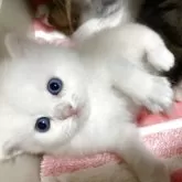 スコティッシュフォールド(立ち耳)
