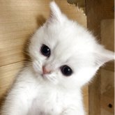 ブリティッシュショートヘア