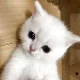 ブリティッシュショートヘア