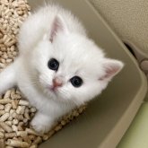 ブリティッシュショートヘア
