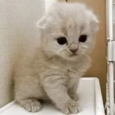 スコティッシュフォールド(折れ耳)