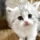 ブリティッシュショートヘア