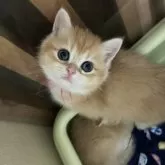 ブリティッシュショートヘア【三重県・女の子・2025年4月11日・シェーデッドゴールデン】の写真2