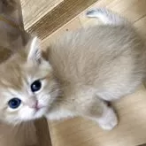 ブリティッシュショートヘア【三重県・女の子・2025年4月11日・シェーデッドゴールデン】の写真3