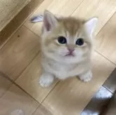 ブリティッシュショートヘア【三重県・女の子・2025年4月11日・シェーデッドゴールデン】の写真2