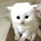 スコティッシュフォールド(立ち耳)【三重県・男の子・2026年2月12日・ホワイト】の写真6