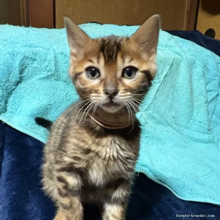 ID:2501-02303の子猫