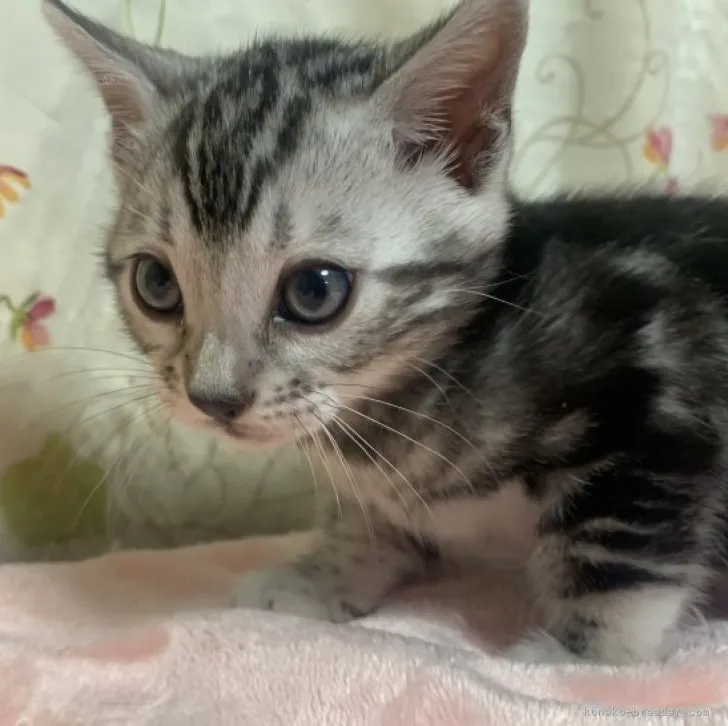 ID:2312-00547の子猫