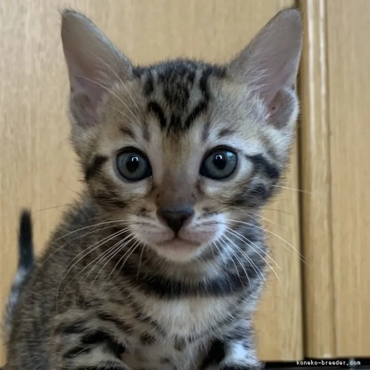 A.F 様のお迎えした子猫