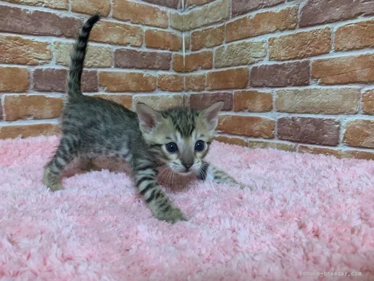 たろう 様のお迎えした子猫