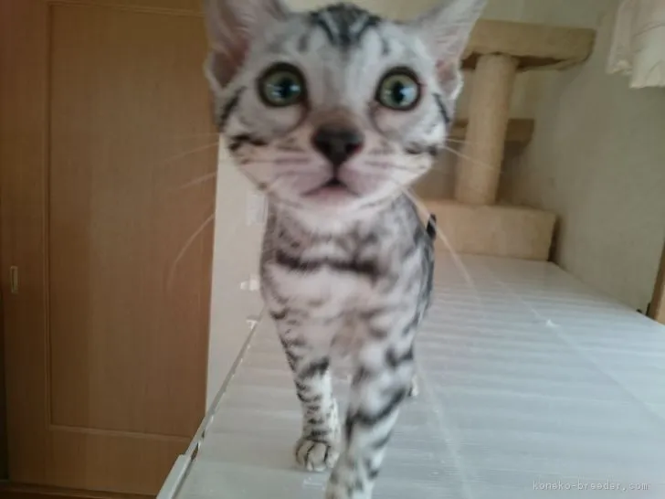 ID：1812-00446の子猫