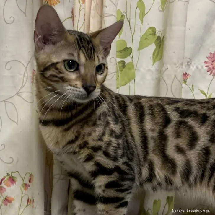 ID：2306-02012の子猫