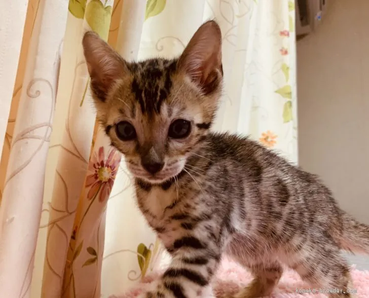 ルキゾウ 様のお迎えした子猫