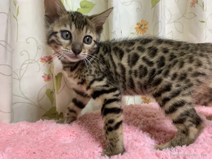 ID：1901-01260の子猫
