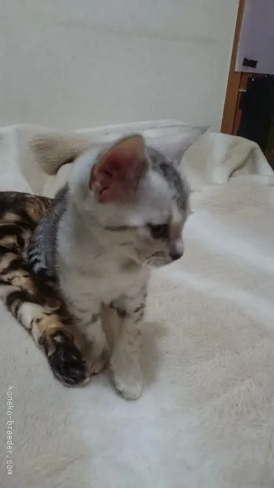 にゃんめぐ 様のお迎えした子猫