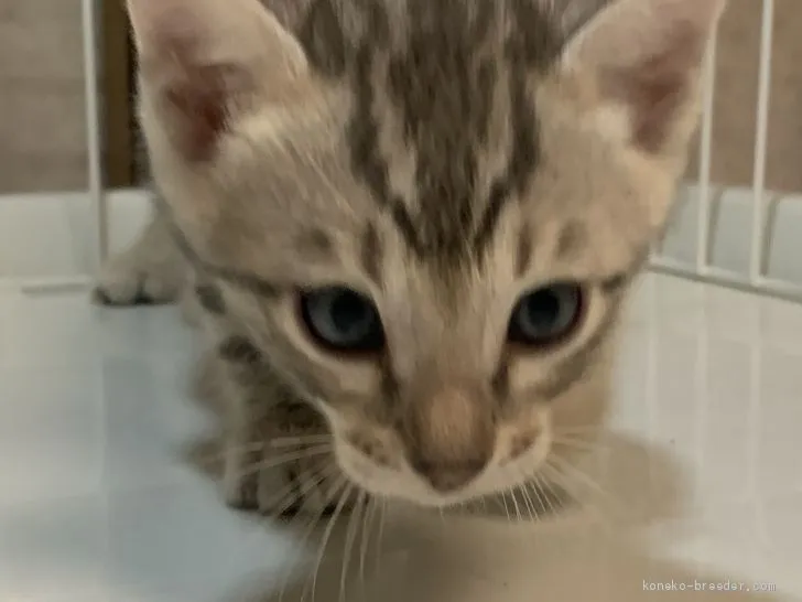 ID:2008-01682の子猫