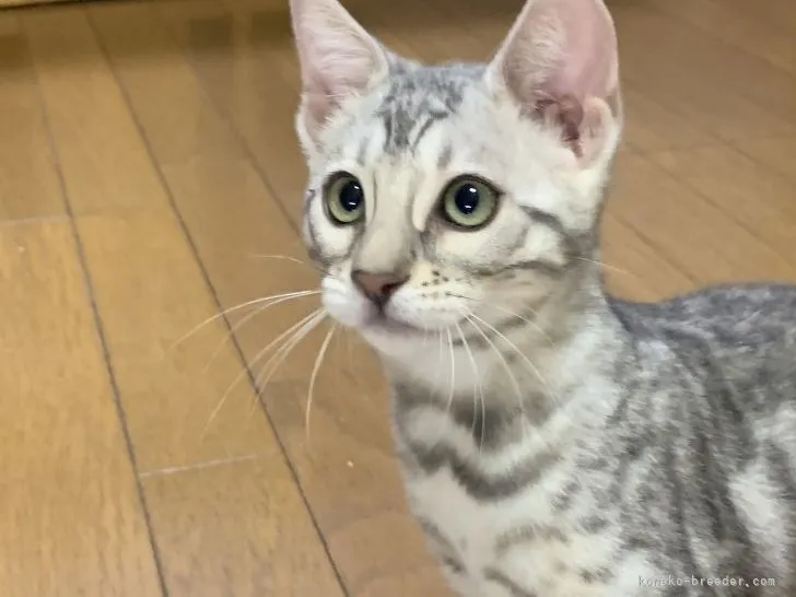jun 様のお迎えした子猫