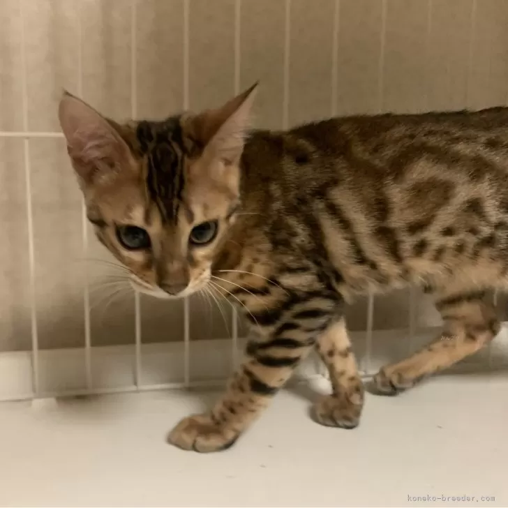 ID：2312-00552の子猫